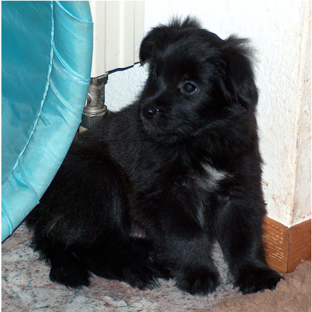 01 Harun im November 2009